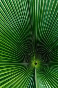 Preview wallpaper palm, leaf, green, surface, macro