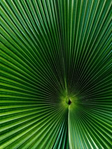 Preview wallpaper palm, leaf, green, surface, macro