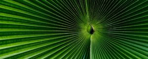 Preview wallpaper palm, leaf, green, surface, macro