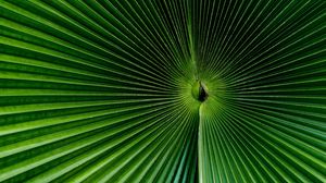 Preview wallpaper palm, leaf, green, surface, macro