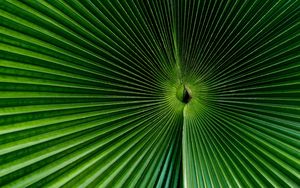 Preview wallpaper palm, leaf, green, surface, macro