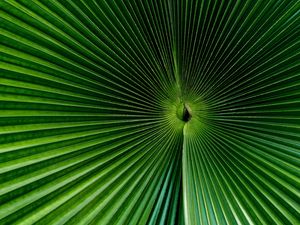 Preview wallpaper palm, leaf, green, surface, macro