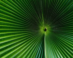 Preview wallpaper palm, leaf, green, surface, macro