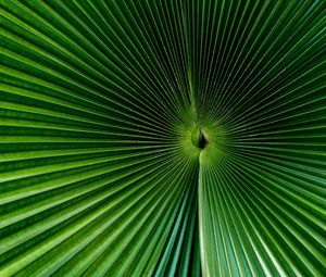 Preview wallpaper palm, leaf, green, surface, macro