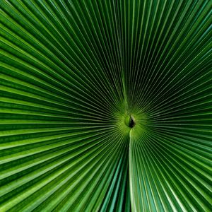 Preview wallpaper palm, leaf, green, surface, macro