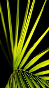 Preview wallpaper palm leaf, leaf, green, macro