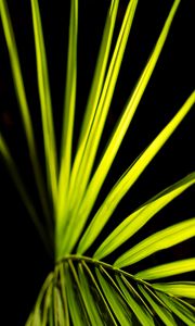 Preview wallpaper palm leaf, leaf, green, macro