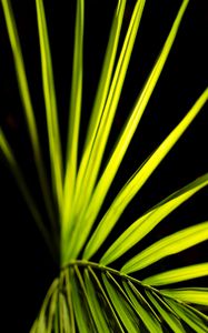 Preview wallpaper palm leaf, leaf, green, macro