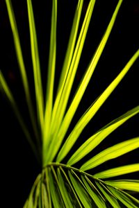 Preview wallpaper palm leaf, leaf, green, macro