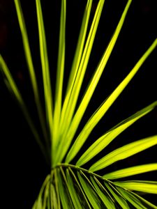 Preview wallpaper palm leaf, leaf, green, macro