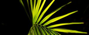 Preview wallpaper palm leaf, leaf, green, macro