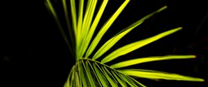 Preview wallpaper palm leaf, leaf, green, macro