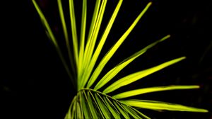Preview wallpaper palm leaf, leaf, green, macro