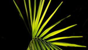 Preview wallpaper palm leaf, leaf, green, macro
