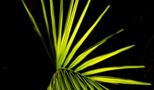 Preview wallpaper palm leaf, leaf, green, macro