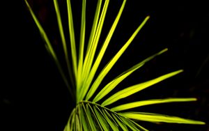 Preview wallpaper palm leaf, leaf, green, macro
