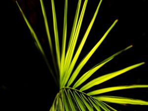 Preview wallpaper palm leaf, leaf, green, macro