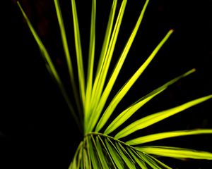 Preview wallpaper palm leaf, leaf, green, macro