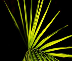 Preview wallpaper palm leaf, leaf, green, macro