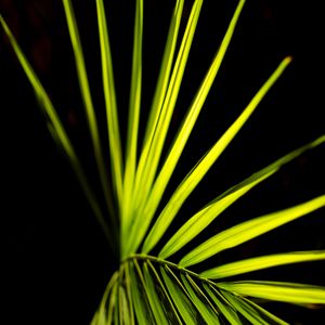 Preview wallpaper palm leaf, leaf, green, macro