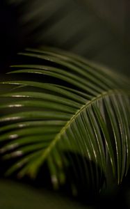 Preview wallpaper palm leaf, leaf, macro, green, tropical