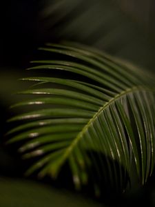 Preview wallpaper palm leaf, leaf, macro, green, tropical