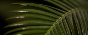 Preview wallpaper palm leaf, leaf, macro, green, tropical