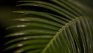 Preview wallpaper palm leaf, leaf, macro, green, tropical