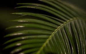 Preview wallpaper palm leaf, leaf, macro, green, tropical
