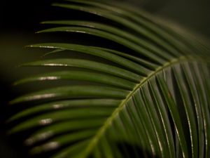 Preview wallpaper palm leaf, leaf, macro, green, tropical