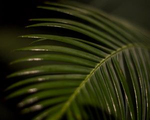 Preview wallpaper palm leaf, leaf, macro, green, tropical