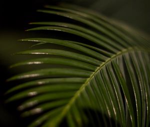 Preview wallpaper palm leaf, leaf, macro, green, tropical