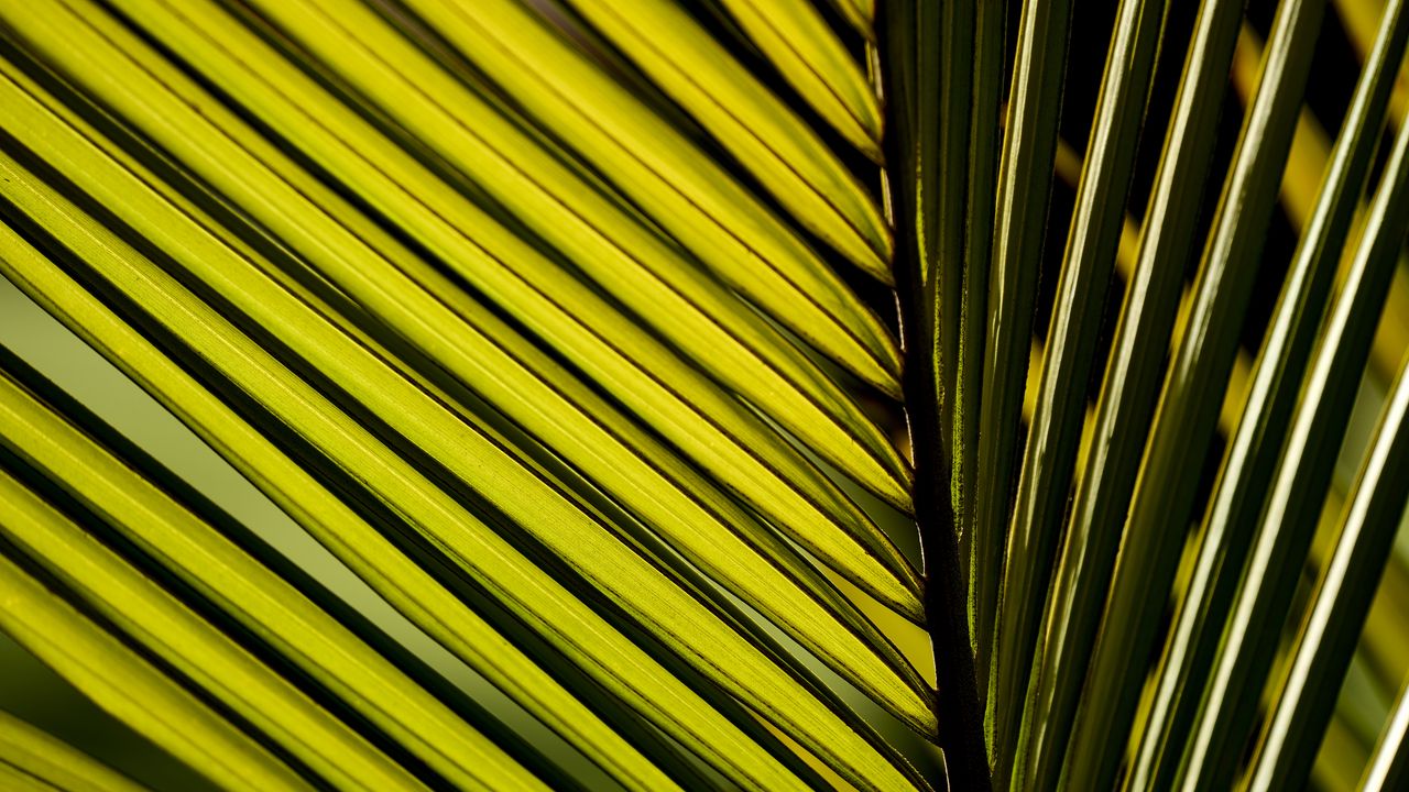 Wallpaper palm leaf, leaf, macro, green