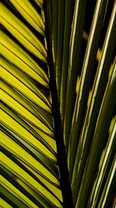 Preview wallpaper palm leaf, leaf, macro, green