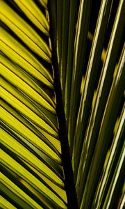 Preview wallpaper palm leaf, leaf, macro, green
