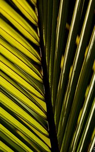 Preview wallpaper palm leaf, leaf, macro, green