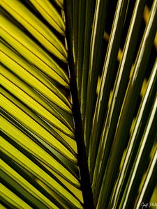 Preview wallpaper palm leaf, leaf, macro, green