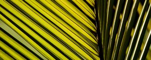 Preview wallpaper palm leaf, leaf, macro, green