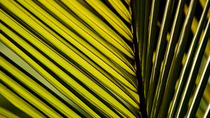 Preview wallpaper palm leaf, leaf, macro, green