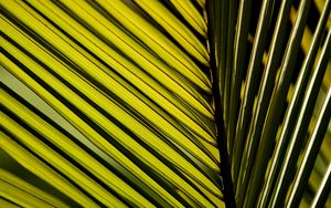 Preview wallpaper palm leaf, leaf, macro, green