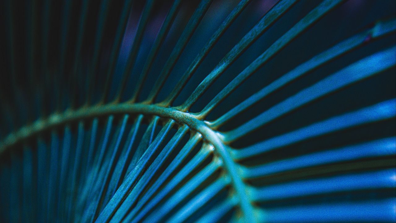 Wallpaper palm leaf, leaf, stripes, macro, blue