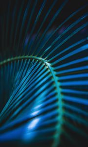 Preview wallpaper palm leaf, leaf, stripes, macro, blue