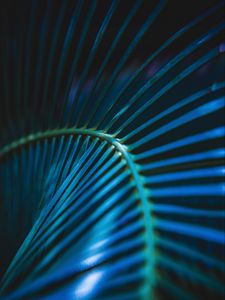 Preview wallpaper palm leaf, leaf, stripes, macro, blue