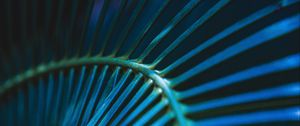 Preview wallpaper palm leaf, leaf, stripes, macro, blue