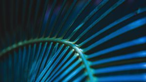 Preview wallpaper palm leaf, leaf, stripes, macro, blue