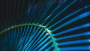 Preview wallpaper palm leaf, leaf, stripes, macro, blue