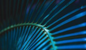 Preview wallpaper palm leaf, leaf, stripes, macro, blue