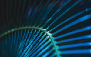 Preview wallpaper palm leaf, leaf, stripes, macro, blue