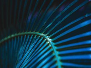 Preview wallpaper palm leaf, leaf, stripes, macro, blue