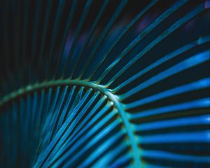 Preview wallpaper palm leaf, leaf, stripes, macro, blue